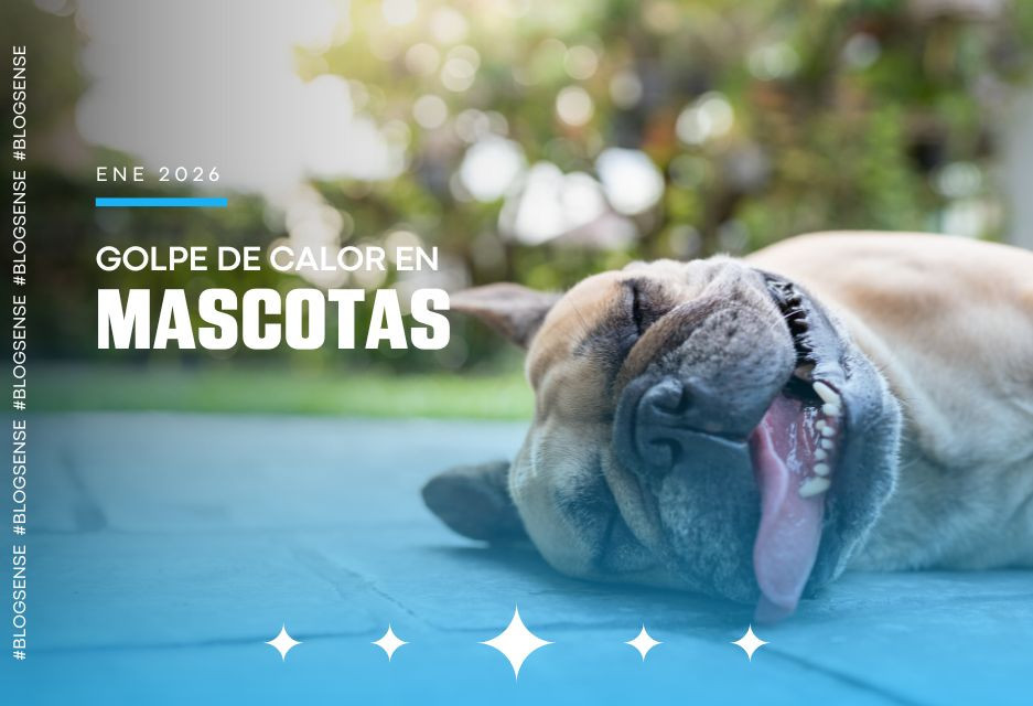 Golpe de calor en mascotas